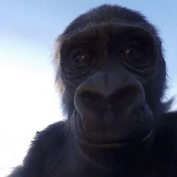 Meet your Posher, Kailey - Picture 1 of 1